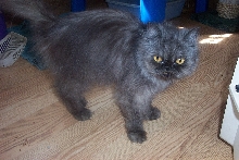 black smoke persian