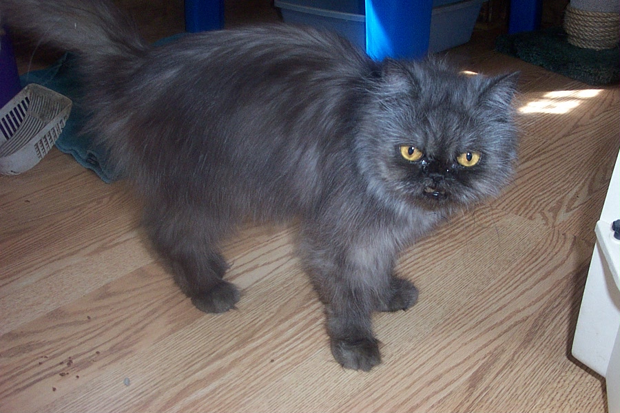 black smoke persian
