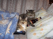 What cats do while you're at work ...