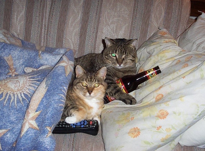 What cats do while you're at work ...