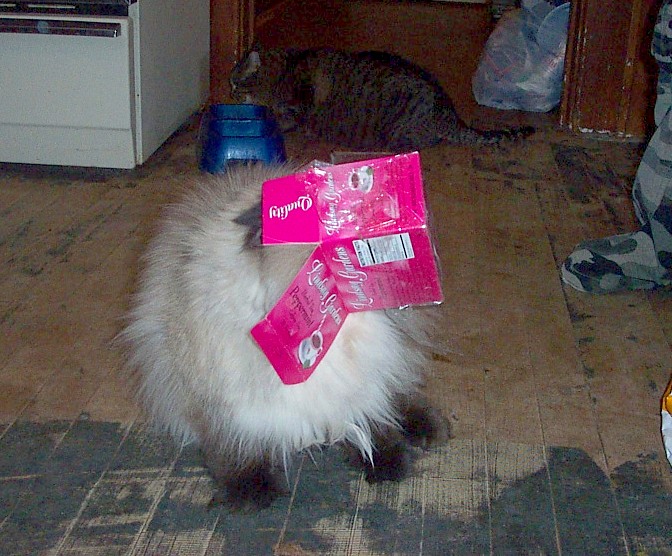 How Remi enjoys his tea ...