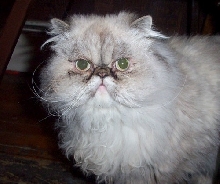 Ashli  (tortie lynx point Himalayan)