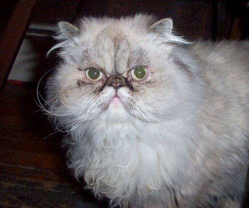 Ashli  (tortie lynx point Himalayan)