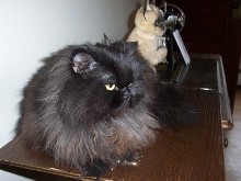 Bayli
