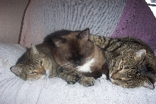 3 Headed Cat