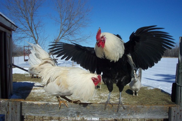 Ruffled feathers