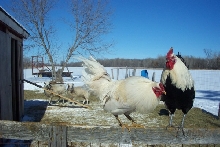 chickens and sheep