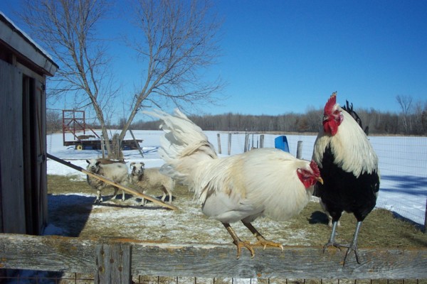 chickens and sheep