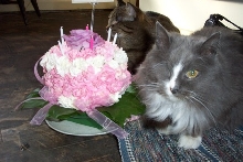 CindeLu's purrday 'cake'