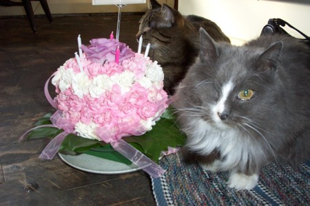 CindeLu's purrday 'cake'