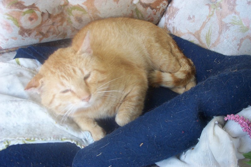 Clarence
