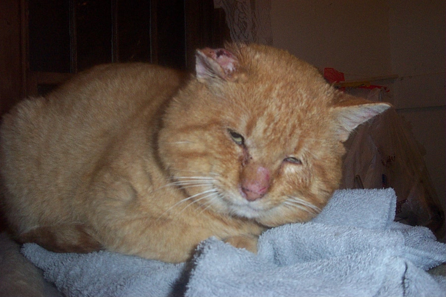 Clarence