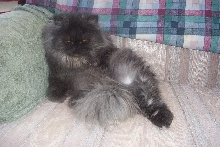 Graci's Glamourpuss Photo