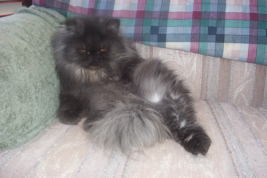 Graci's Glamourpuss Photo
