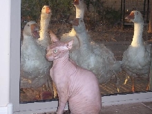 The Alien and The Porchogeese