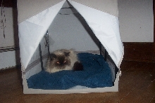 Campin' Out