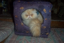 Russell's Cubist Period