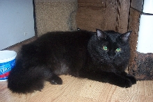 Ebbie