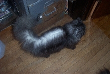 Graci ... still not a skunk