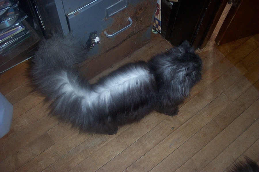 Graci ... still not a skunk