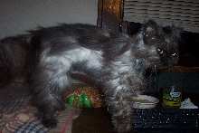 Punk Cat