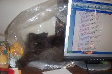 Graci inna bagg