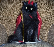 Devilish Bayli