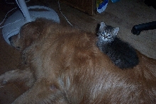 Kaeli and kitten