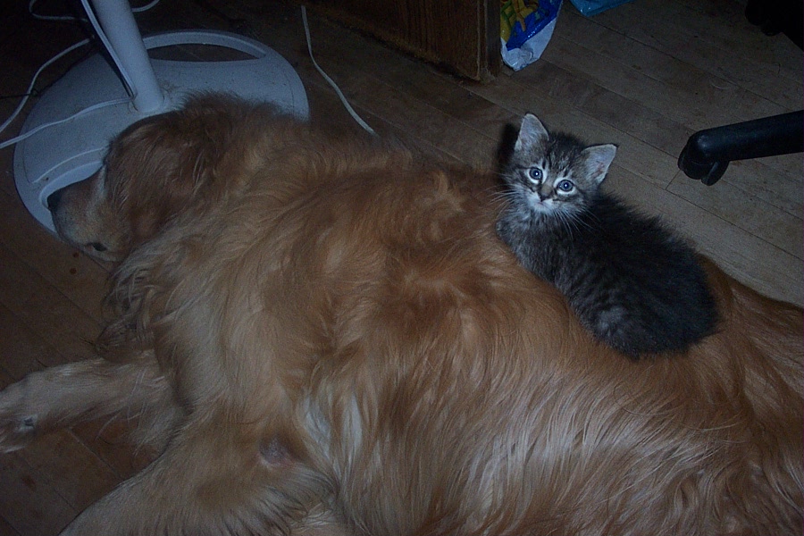 Kaeli and kitten