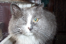 CindeLu