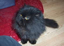 Molli