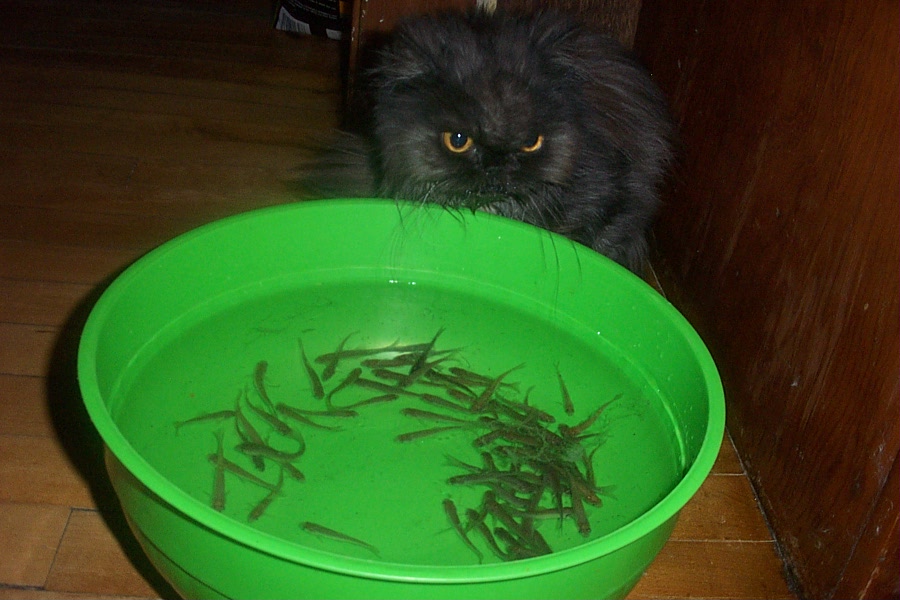minnow2graci