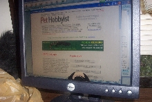 Meowchat Monitor Alien