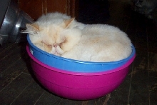 Bowled Over