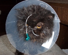Molli Conehead   (aka The Tubinator)