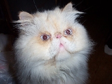 Russell  (flame lynx point Himalayan)