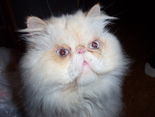 Russell  (flame lynx point Himalayan)