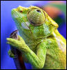 C. T. johnstoni juvenile