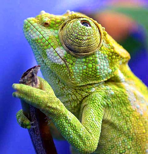 C. T. johnstoni juvenile