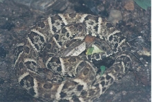 fer de lance