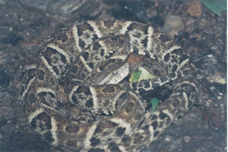 fer de lance