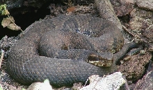 cottonmouth