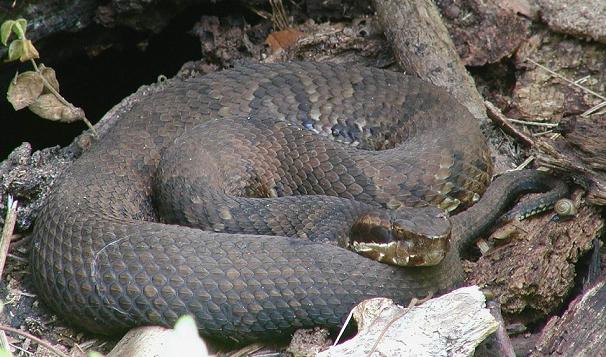 cottonmouth