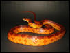 Hypomelanistic Male !!
