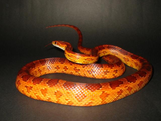 Hypomelanistic Male !!
