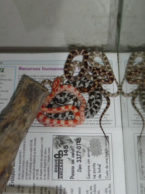 My friends baby corns !
