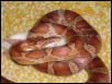 My normal female !