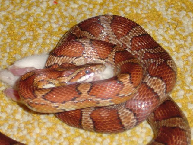 My normal female !