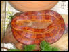 Hypo Male !