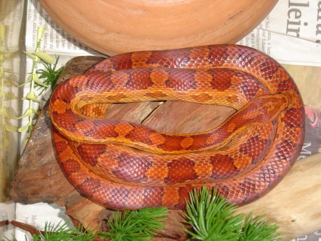 Hypo Male !